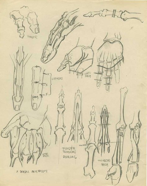 Кисть скелета референс