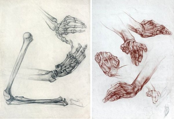 Анатомические рисунки кисти рук