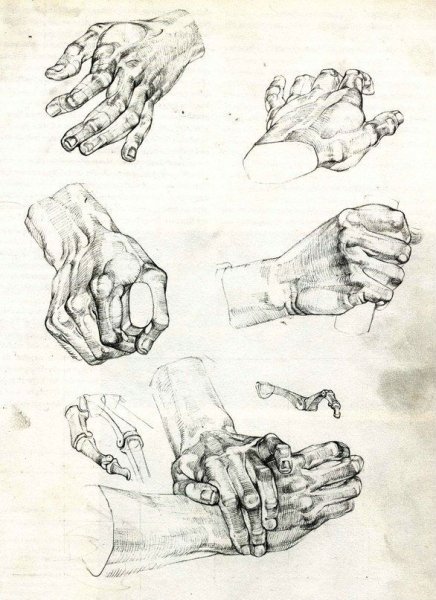 Кисть руки анатомия Баммес