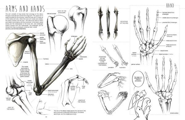 Анатомия рук скелет референс