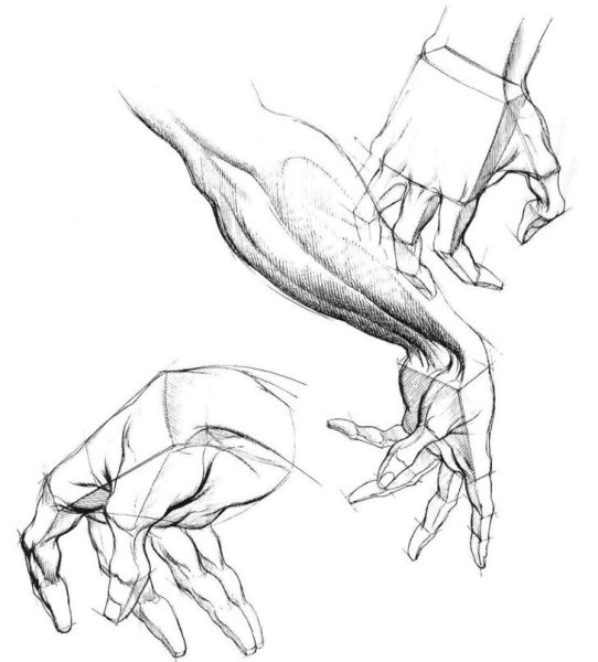 Берн Хогарт анатомия руки