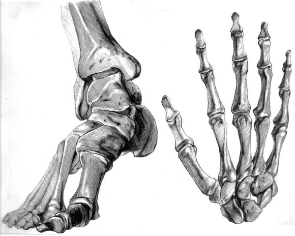 Кисть руки скелет