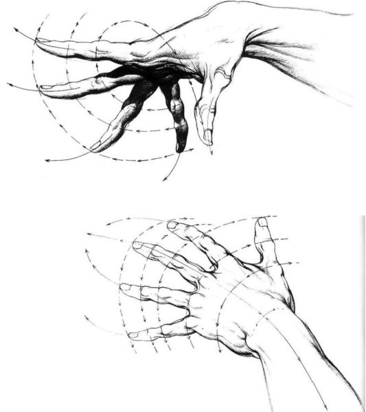 Кисть руки схема анатомия