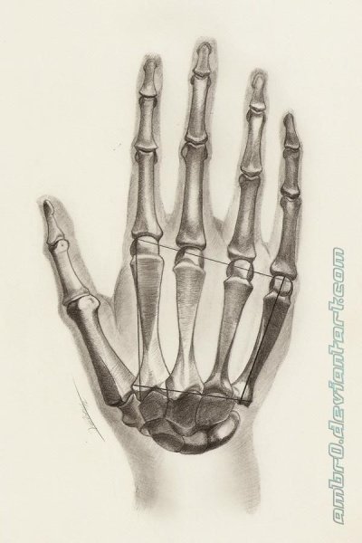 Скелет кисти
