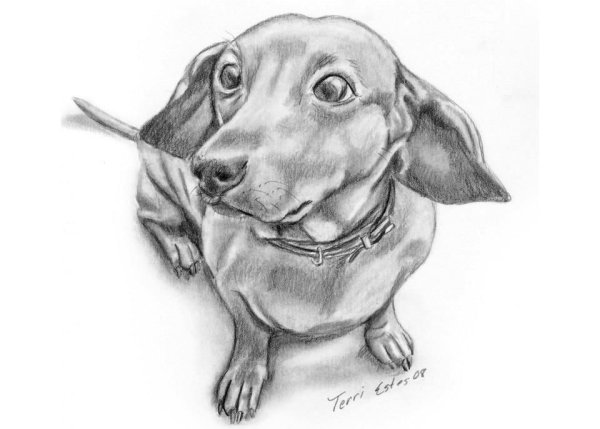 Такса рисование с детьми