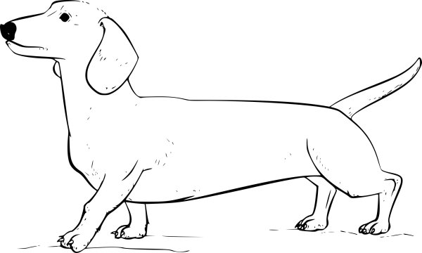 Раскраска собака такса