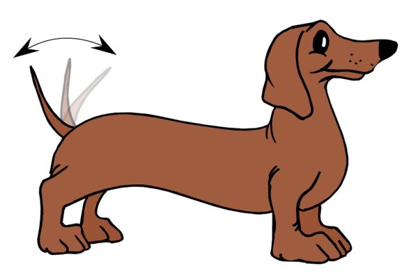 Такса на прозрачном фоне