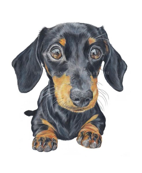 Такса карандашом