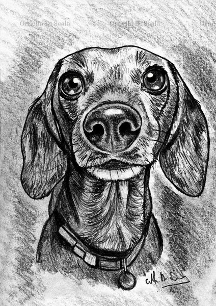 Мультяшные таксы