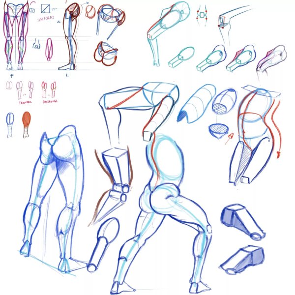 Анатомия человека референс анатомия