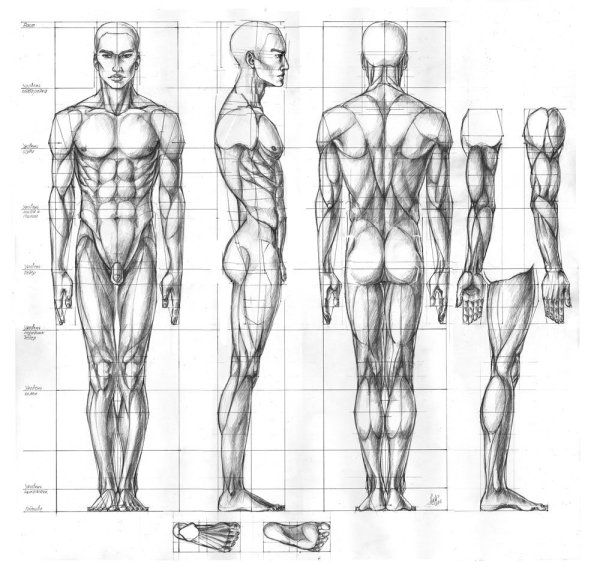 Анатомия человека сбоку для художников