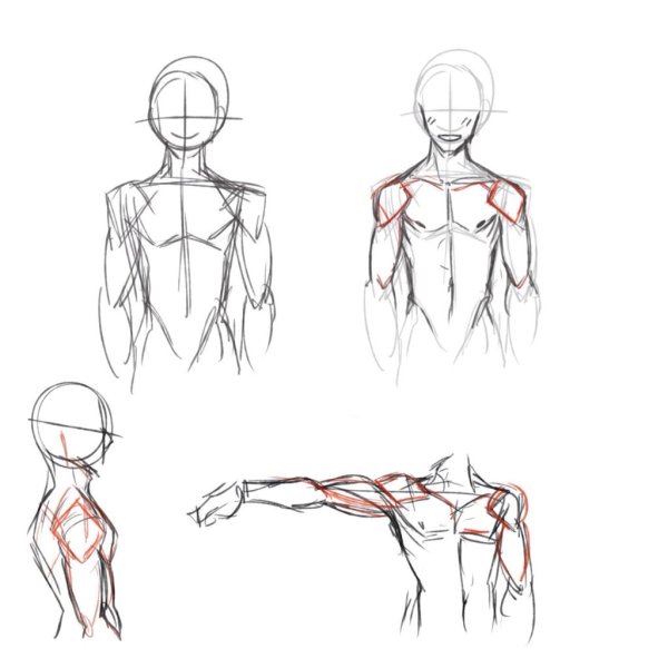 Простая анатомия человека для рисования