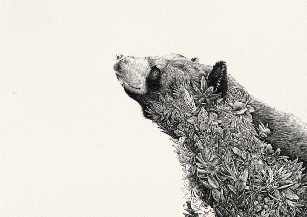 Медведь эскиз