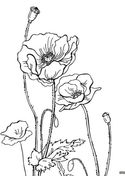 Рассказ о Полярном маке