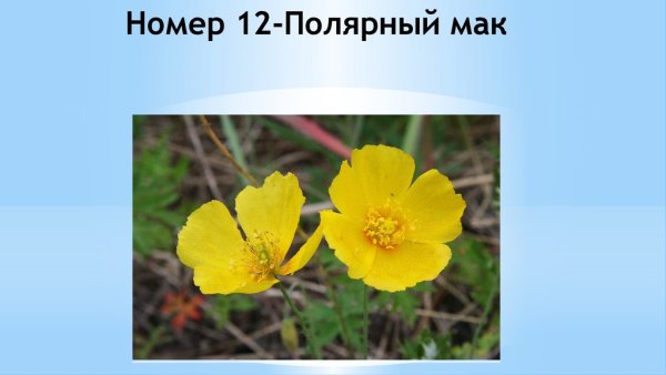 Полярный Мак рисунок