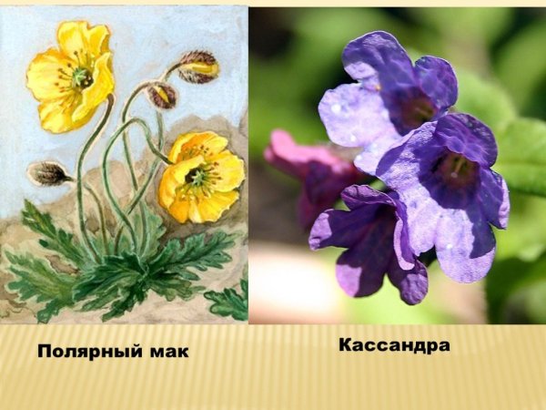 Полярный Мак акварель