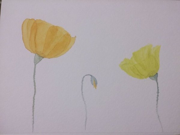 Полярные маки раскраска