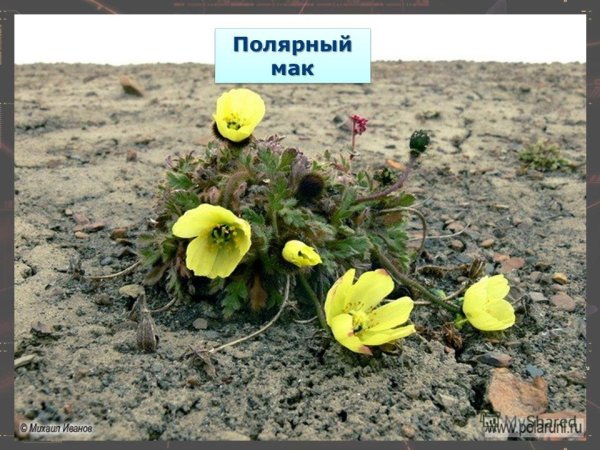 Коробочки мака иллюстрациях