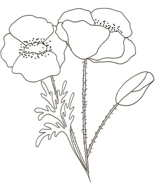 Мак раскраска для малышей