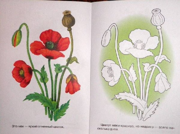 Мак трафарет для рисования