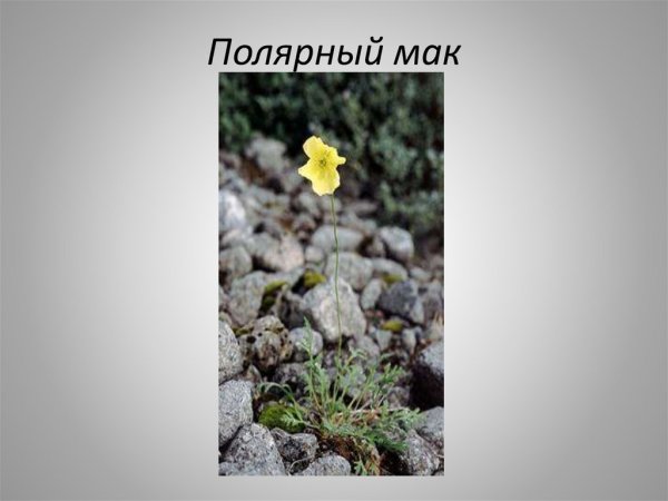 Мак раскраска