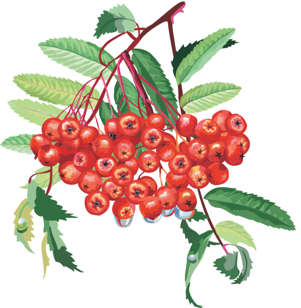 Рябина ягода