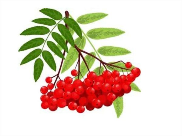 Рябина на белом фоне