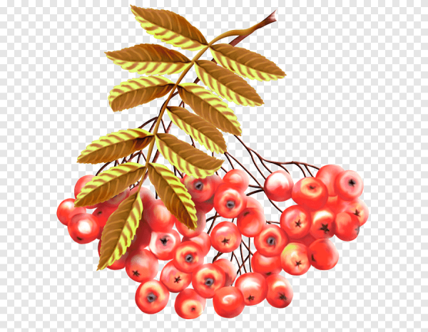 Лист рябины с ягодами