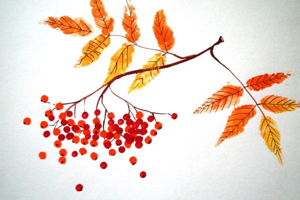 Рябина рисунок