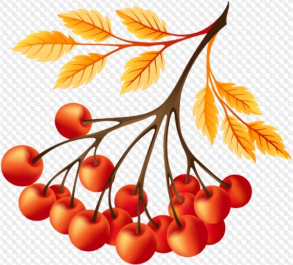 Ветка рябины