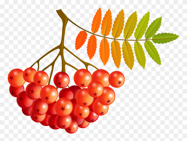 Рябина для детей