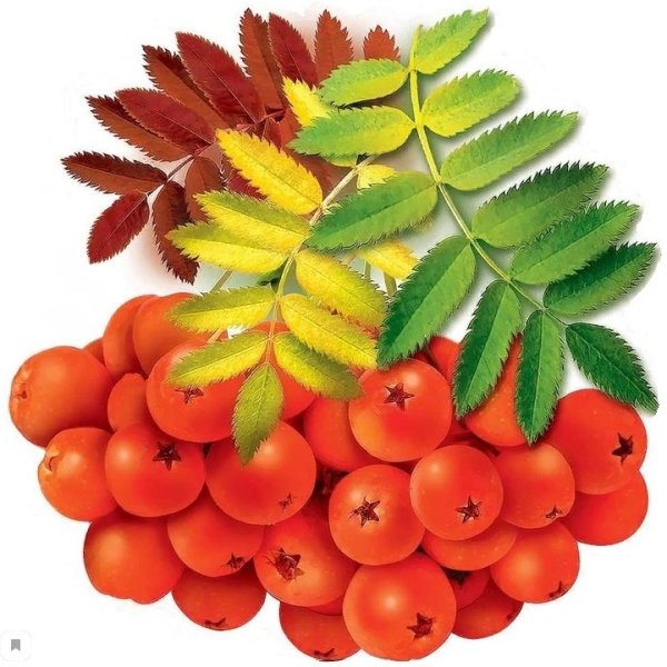 Лист рябины