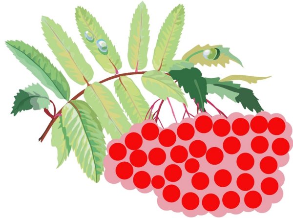 Рисование гроздь рябины