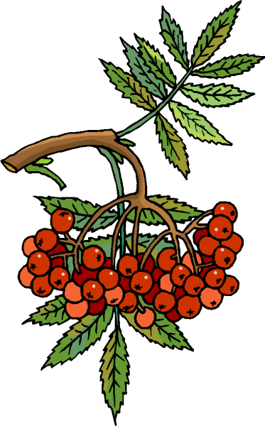 Ветка рябины с листьями