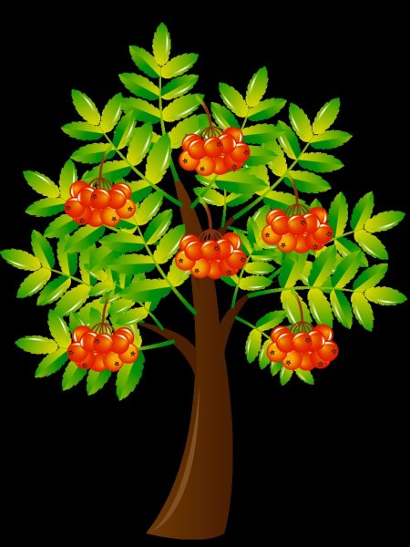 Ветка с плодами рябины