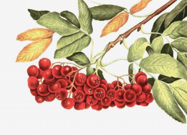 Векторная ветка рябины