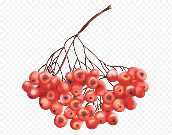 Веточка рябины ватными палочками