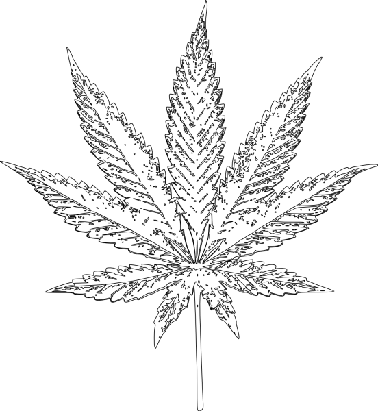 Cannabis Sativa Leaf