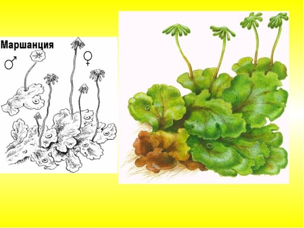 Риччия и маршанция