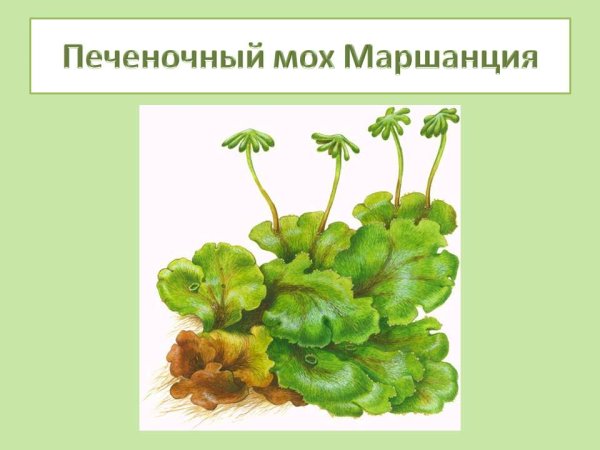 Риччия и маршанция