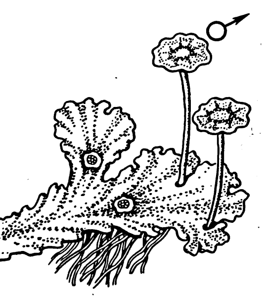 Маршанция ризоиды