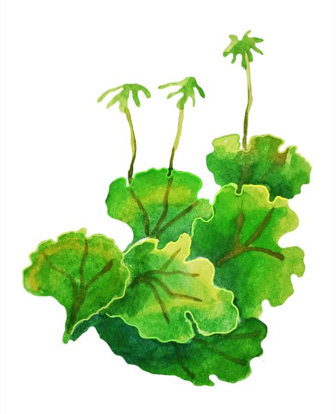 Риччия и маршанция