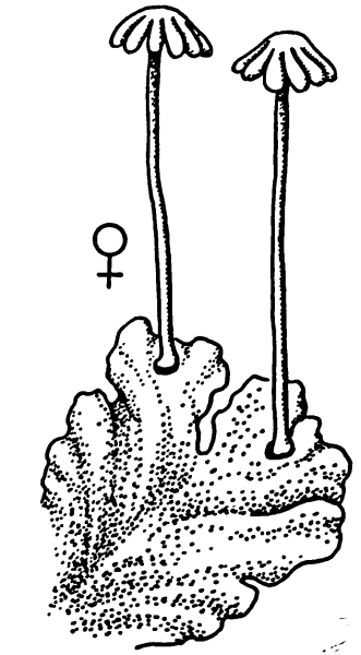 Маршанция изменчивая рисунок