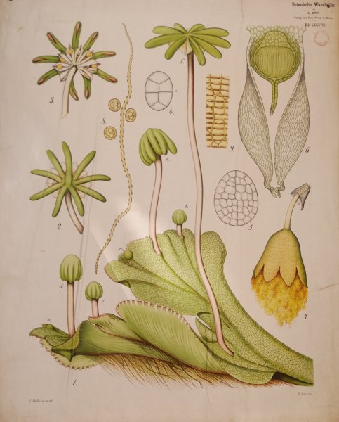 Маршанция обыкновенная гербарий