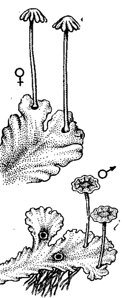 Гаметофит маршанции