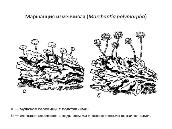 Маршанция обыкновенная строение
