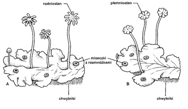 Внешний вид маршанции