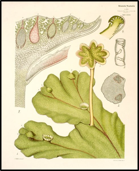 Архегониофор маршанции