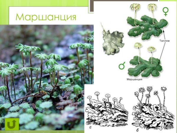 Маршанция обыкновенная таллом