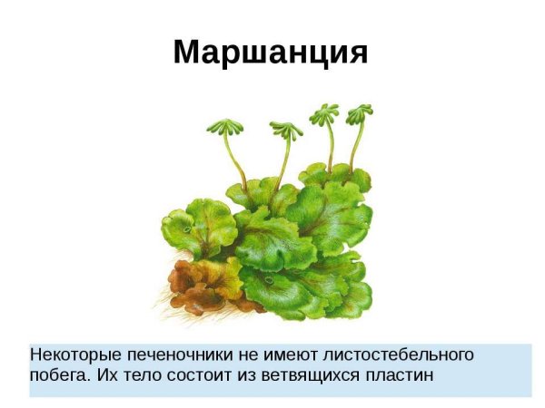 Отдел мохообразные маршанция